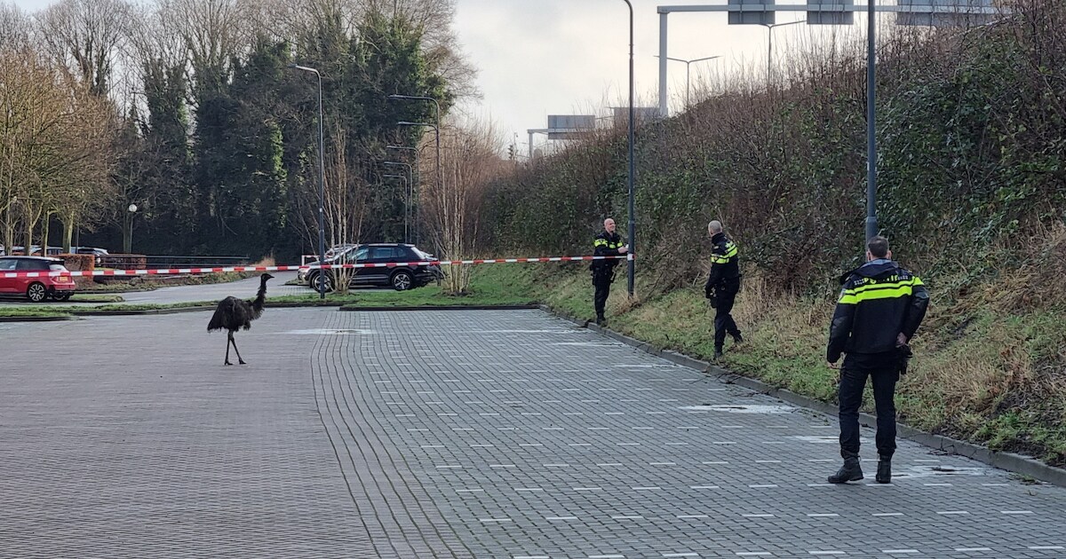 Scholier Elliott schoot agenten te hulp bij ontsnapte emoe: ‘Ik kwam wel te laat op school’