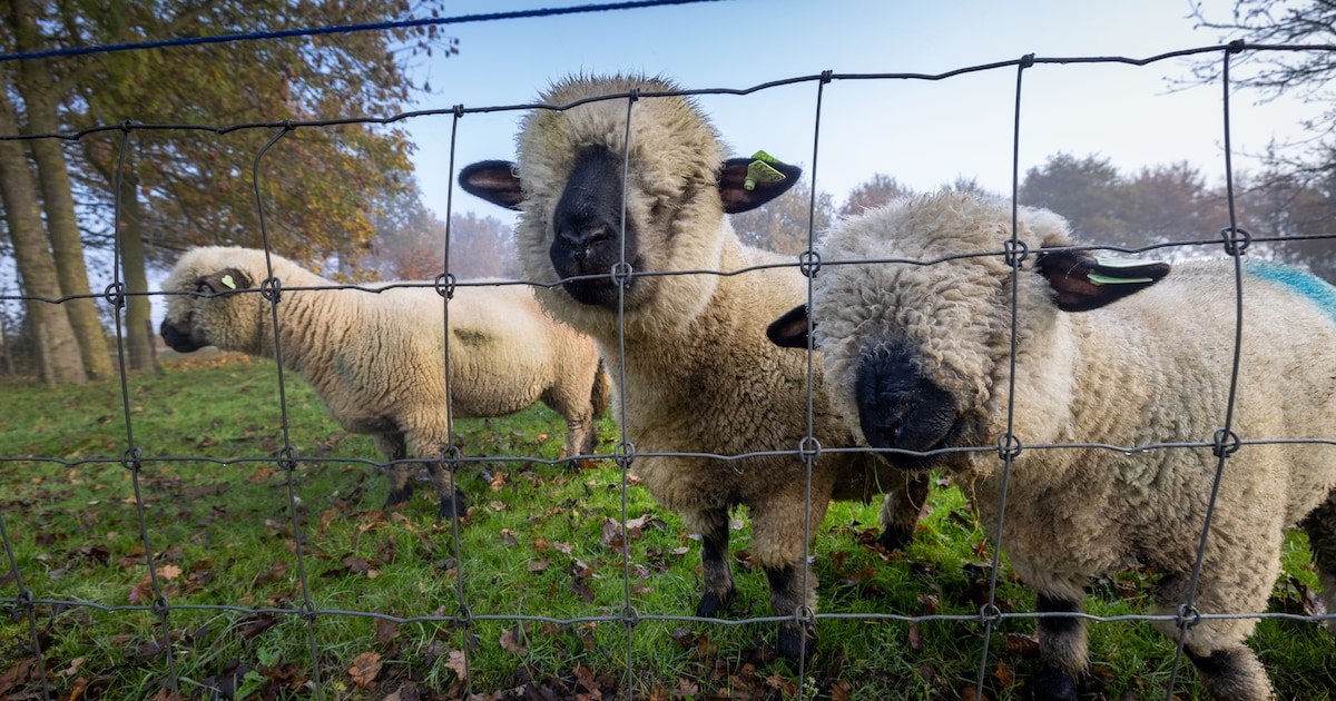 Wolf sloeg afgelopen jaar één keer toe in Veenendaal, in totaal één dier dood