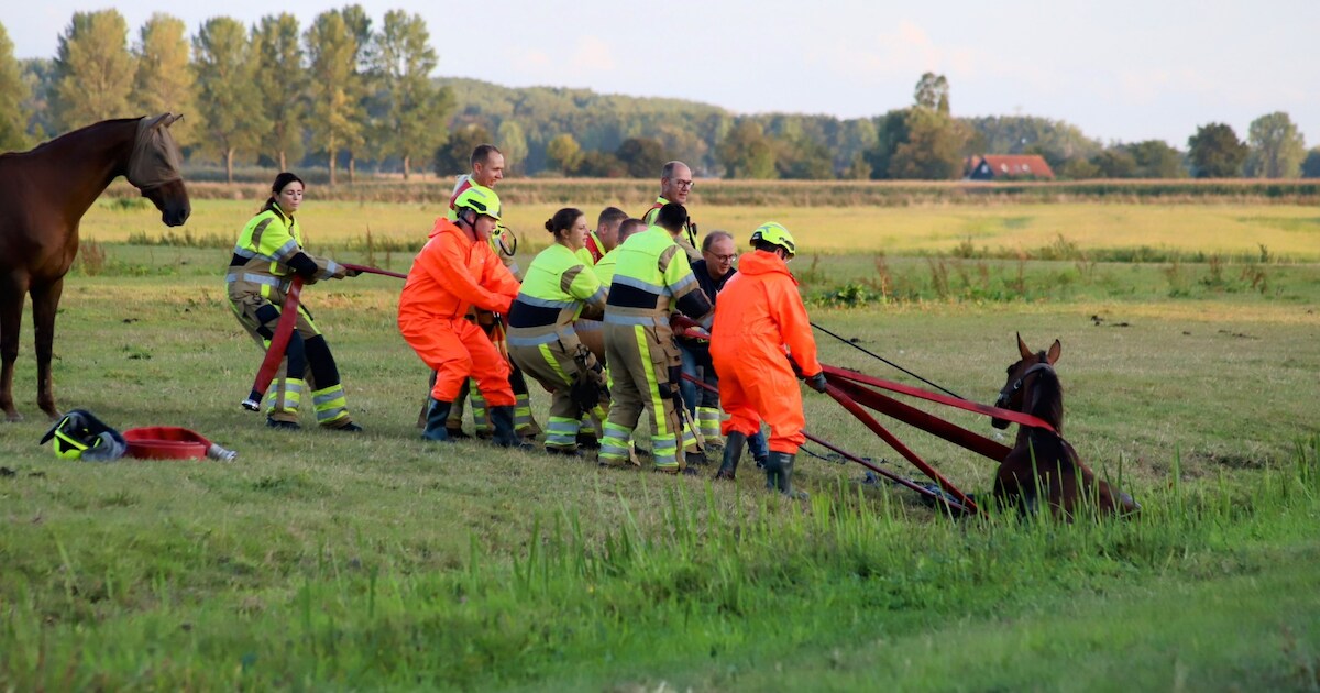 Paard uit sloot gered door brandweer in Rijswijk