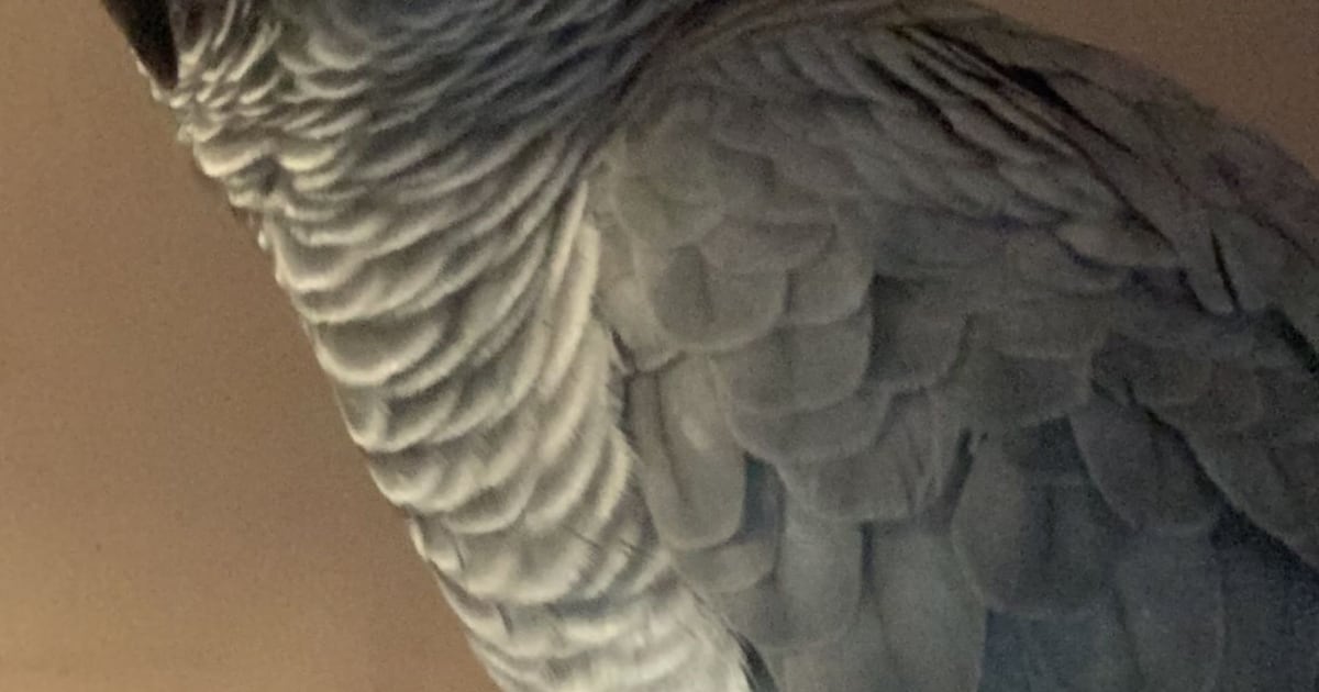 Heb jij Coco gezien? Dit huisdier wordt in Zevenaar vermist