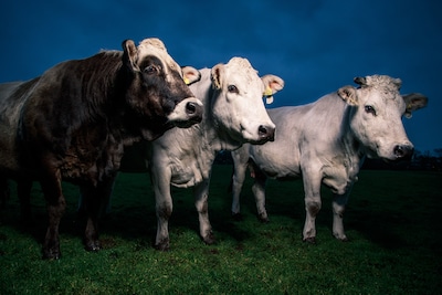 Boer (72) maakt ‘bewuste keuze’ om zijn dieren te verwaarlozen: ‘Stallen zien er verschrikkelijk uit’