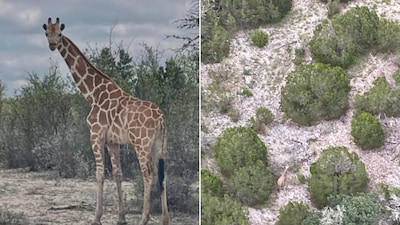 Ontsnapte giraffe Gracie (3) na 2 weken zoeken gelokaliseerd in Texas, eigenaar zette zelfs helikopters in
