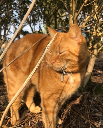 Heb jij Snoopy gezien? Dit huisdier wordt in Overbetuwe vermist