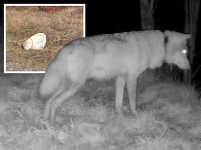 Bijna een jaar na de start is er nog steeds geen enkele wolf gezenderd: loopt uniek wolvenonderzoek 