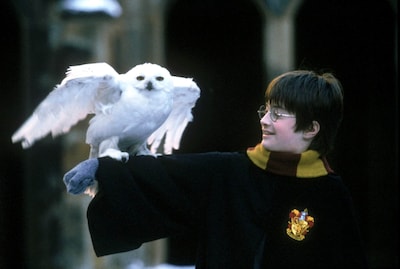 Sneeuwuil uit Harry Potter krijgt internationale bescherming