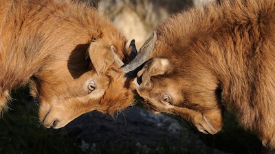 Eddie Bokkers geeft lezing over macht en strijd bij dieren in Rhenen