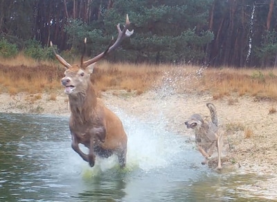 Wildcamera maakt indrukwekkende video van jagende wolven op de Veluwe: edelhert rent voor zijn leven