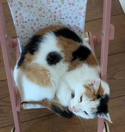 Heb jij Rumi, Vlinder of Jack gezien? Deze drie huisdieren worden in Overbetuwe vermist