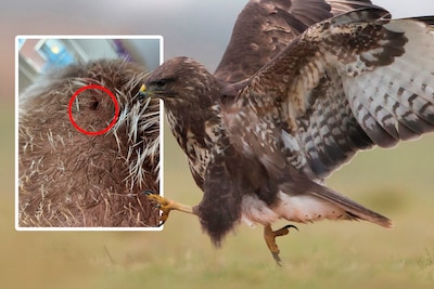 Boze buizerd slaat toe in polderdorp: ‘Hij zet zijn klauwen in je hoofd!’