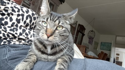 Heb jij Knoet of Mack gezien? Deze twee huisdieren worden in Oost Gelre vermist