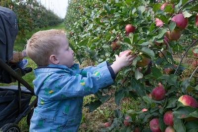 Zelf appels plukken in Buurmalsen en eigen watertappunt bij Startpunt Ede