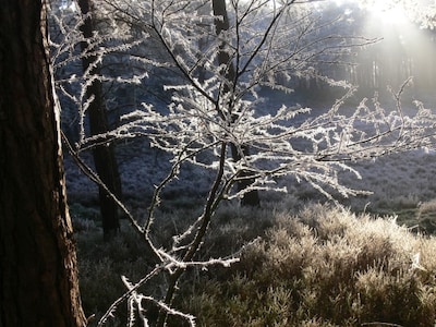 Kerstwandeling op landgoed Hoekelum in Bennekom