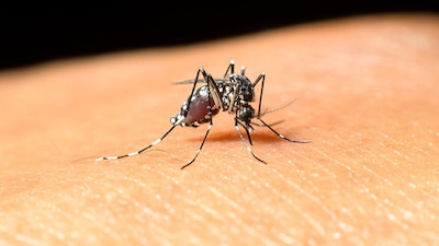 Persoon in Utrecht overleden aan infectie westnijlvirus