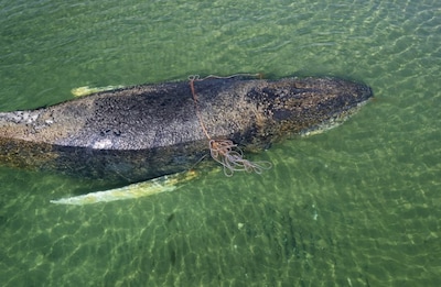 Bultrugwalvis die al dagen gestrand was voor kust van Duitsland, zit opnieuw vast