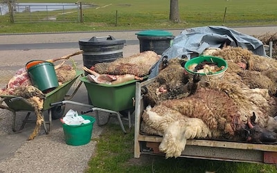 Illegale slachterij ontdekt op boerderij in Friesland, zeven mannen betrapt op slachten schapen zonder verdoving