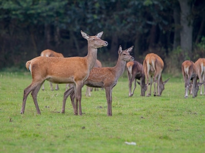 Ede verwelkomt natuurliefhebbers met wildkanseltochten