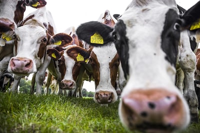CDA Haaksbergen tegen partijgenoten in Kamer: ‘Kom op voor onze boeren’