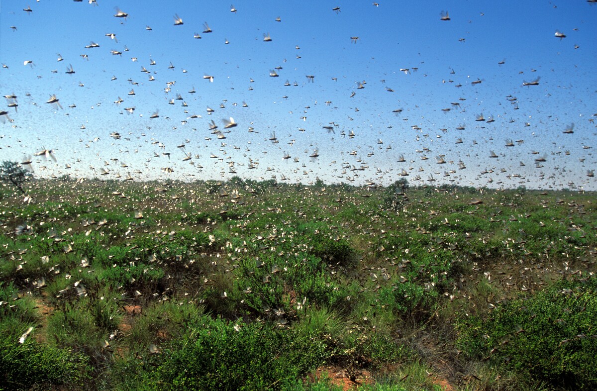 Gaan vliegende insecten nooit de grens over | Van de lezer Brabant | De ...