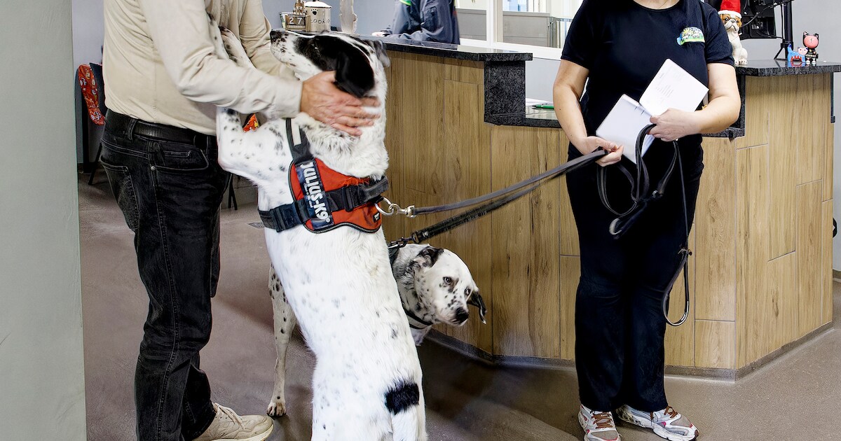 Paradijs voor bange honden tijdens de jaarwisseling: ‘Thuis kruipt Sammy van angst achter de bank’