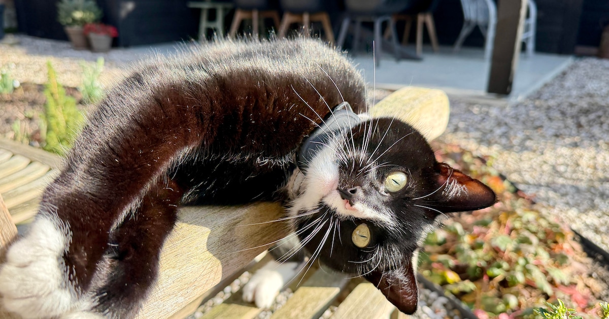Dit stuurden jullie in: Buurkat Lelo geniet van de zon • Jubilarissen Vrouwen Actief Oene in het zon