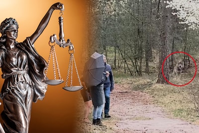 Provincie moet neerschieten van wolf opnieuw verdedigen bij rechter - maar tot die tijd blijft zoekt