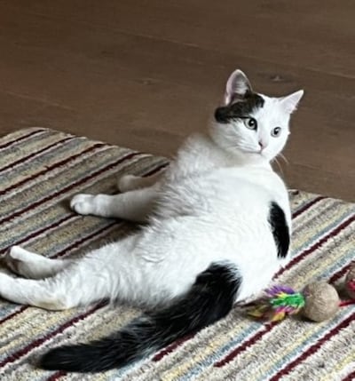 Heb jij Loes gezien? Dit huisdier wordt in Winterswijk vermist