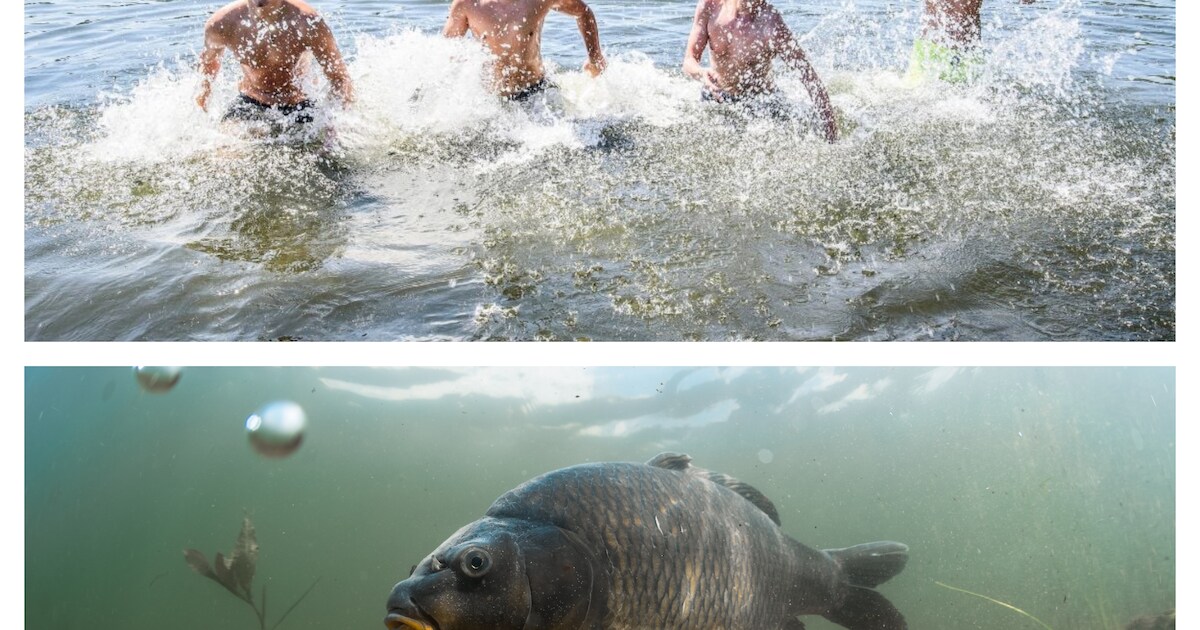 Joekel van een snoek, ratten en een koeienkop: dit zijn jullie ervaringen met zwemmen in open water