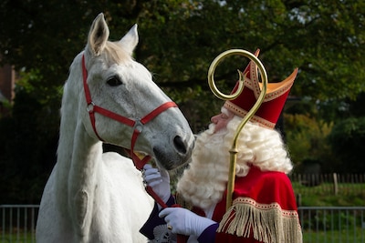 Paard van Sinterklaas overleden: ‘Hij bleek een braaf karakter te hebben’