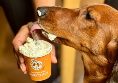 Hier in Doetinchem krijg je op Dierendag gratis koffie (en je hond ook)