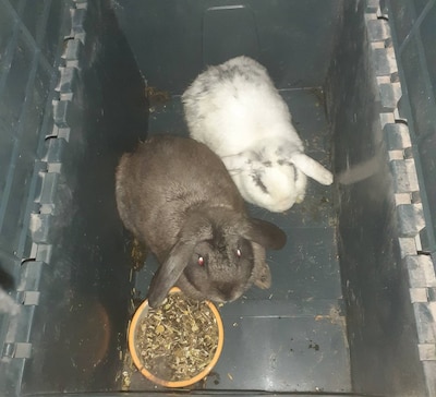 Twee konijnen gedumpt in chemobox in Oss, opvang zoekt eigenaar