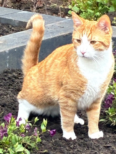 Heb jij Sofie, Bo of Juul gezien? Deze 10 huisdieren worden in Ede vermist