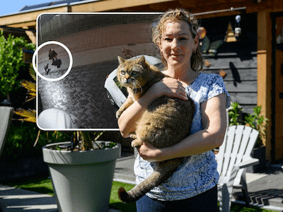 Agnes zag op camerabeeld hoe kater Donny in auto werd meegenomen in Halsteren: ‘Ik werd helemaal gek’