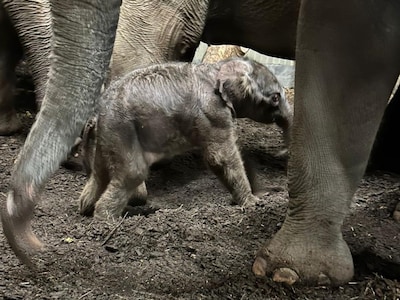 Kerstwonder in Artis: olifantje geboren, publiek mag naam verzinnen