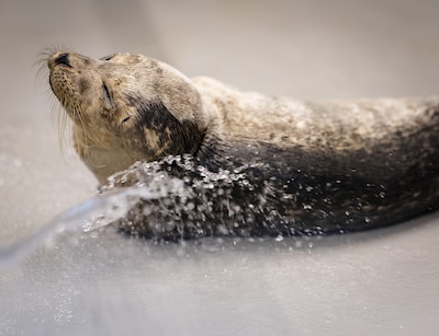 Zeehondencentrum Pieterburen stelt faillissementsaanvraag met een week uit na grote steun van donateurs