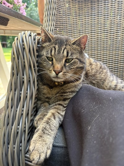 Heb jij Kobus, Myra of Yente gezien? Deze 3 huisdieren worden in Ede vermist