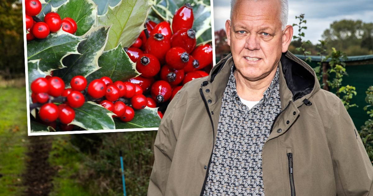De hele wereld wil kerststukjes, maar Ton vreest ervoor: ‘Al die gifspuiterij’