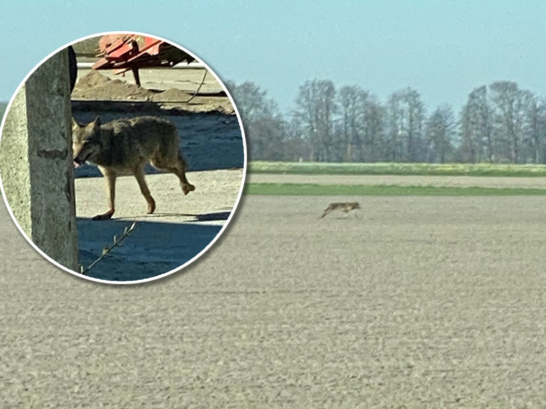 In de buurt van Bant is zondagmiddag een dier gesignaleerd dat verdacht veel op een wolf lijkt. Een dag later vindt een schapenboer een van zijn dieren onthoofd terug.