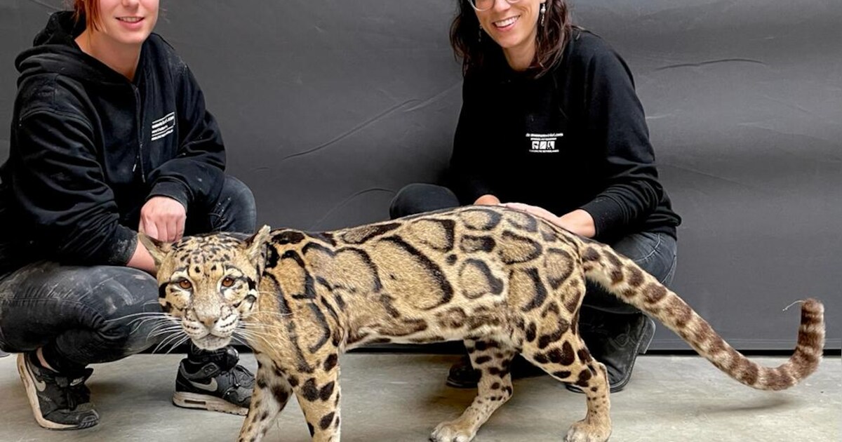 Nederlands kampioen taxidermie geeft demonstraties in Nijmegen | Regio ...