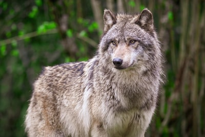 Dode wolf gevonden in Drenthe, onderzoek moet uitwijzen of het om ‘probleemwolf’ gaat