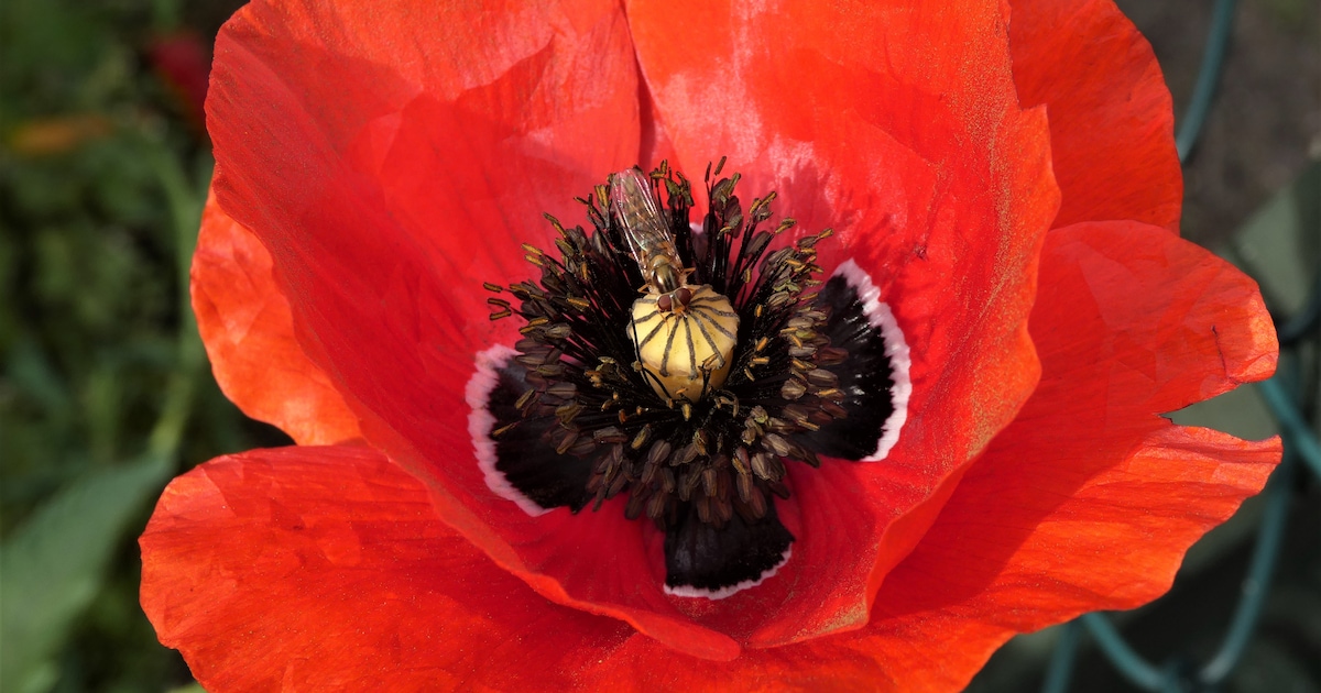 Expositie ‘Samengaan’ in Kerkje van Persingen