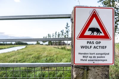 Voor het eerst sinds jaren daling in aantal aanvallen door wolven