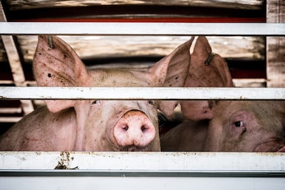 Varkenssector krijgt publieksprijs voor grootste Liegebeest van 2026: ‘Het lijkt wel satire’
