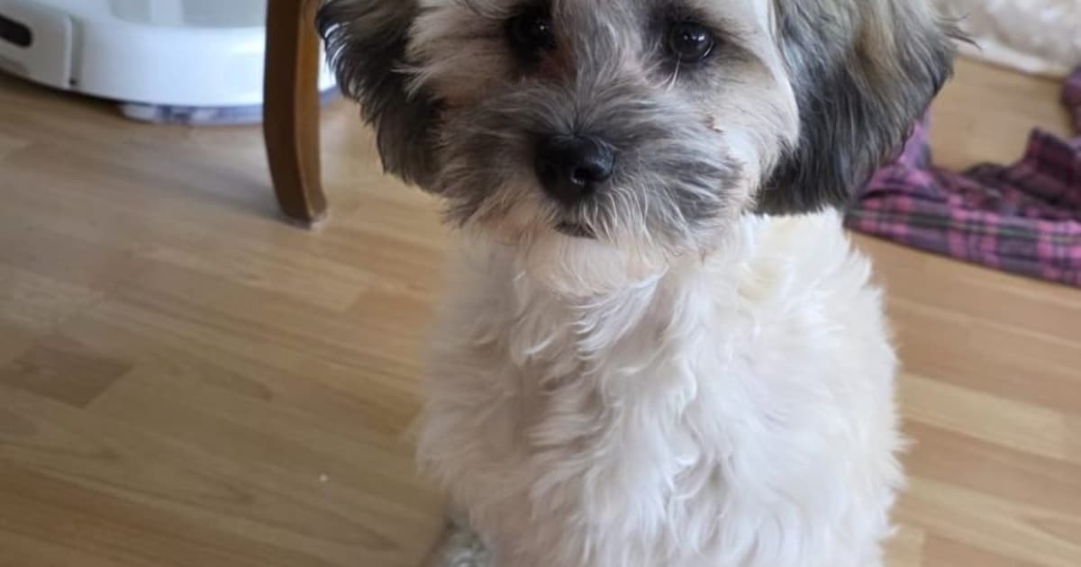 Heb jij Zuzu gezien? Dit huisdier wordt in Doetinchem vermist