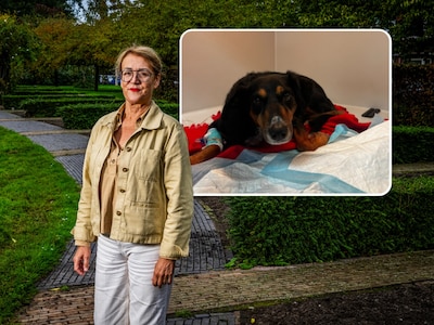 Na vier dode honden vecht ook Timmie voor haar leven na wandeling in park: ‘Weet niet of we haar levend terugzien’