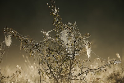 Eerste landelijke vorstdag van het najaar