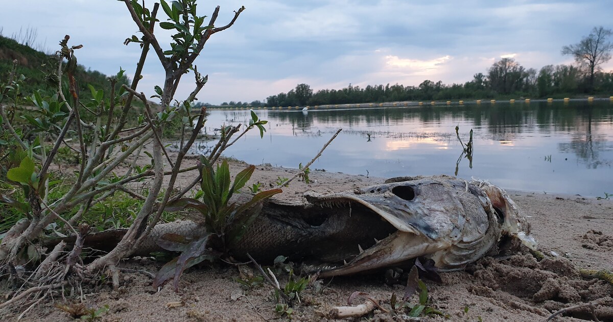 Bijzondere foto: vissen verslikken zich in elkaar in Millingerwaard