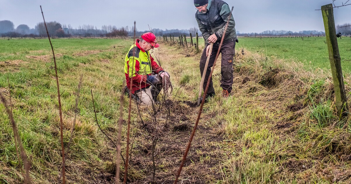 Herstel van leven op de planeet begint in Leuth: boerderij is kilometerslange haag rijker