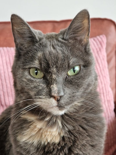 Heb jij Frum gezien? Dit huisdier wordt in Culemborg vermist