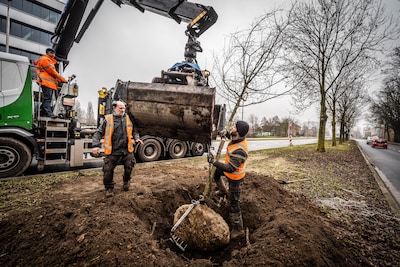 Rij majestueuze populieren in berm van invalsweg Lange Water gekapt: jonge bomen en struiken aangepl