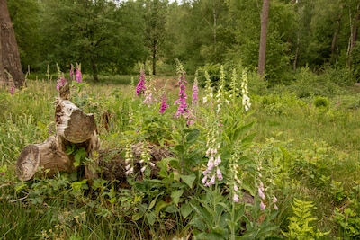 Galgenbergwandeling in Zeddam belicht natuur en historie